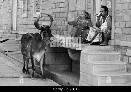 Un esposo y una esposa rehuir un toro sagrado en frente de su casa de piedra arenisca en Jaisalmer, Rajasthan, India