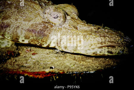 Un acercamiento de la cabeza de la bien llamada crocodilefish (Papilloculiceps longiceps: pescado entero 60 cms.). Una emboscada depredador, que acecha en el substrato, utilizando su camuflaje altamente eficaz para permanecer inadvertido por los peces pequeños, que se envuelve con un rápido huelga. La imagen muestra el notable orejeras que cubren los ojos de pescado; un dispositivo de camuflaje inusual para garantizar que los iris no son fácilmente visibles para las presas que pasan. La especie se encuentra en el Océano Índico occidental, el Golfo Pérsico, el Mar Rojo y el Mediterráneo tras haber nadado a través del Canal de Suez. Imagen cerca de Hurghada, Egipto.