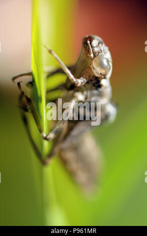 Carcasa de ninfa de libélula Foto de stock