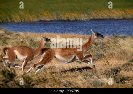 2 guanaco adulto que huyen en pánico tras avistar un Puma patagónico que acechan al rebaño eran parte de Foto de stock