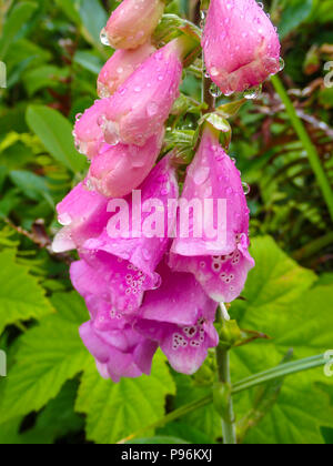 La violeta común, foxglove digitalis purpurea, en el noroeste del pacífico.