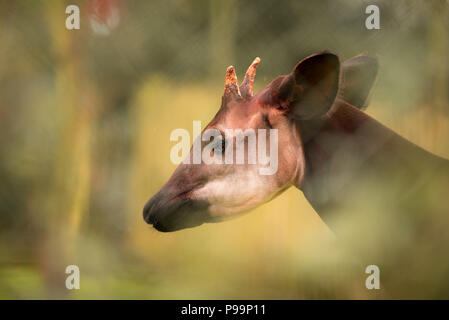 Cierre Okapi egsotic retrato de animales en peligro de extinción Foto de stock