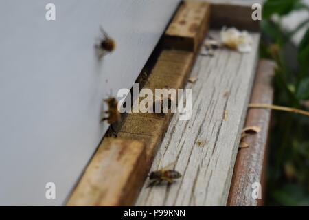 Las abejas en la colmena frontal entrada macro de cerca. Abeja volando a la colmena. Miel de abejas entrando en la colmena. Las colmenas en un apiario con abejas obreras para volar a Los Ángeles