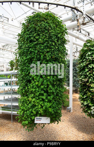 Invernaderos hidropónicos en Orlando, Florida, EE.UU Fotografía de