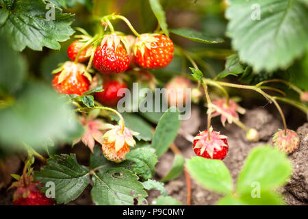 Fresas Frescas Orgánicas Maduras Cultivadas En Granja De Fresas En  Invernadero. Un Método Moderno De Crecimiento Vertical En La Ag Imagen de  archivo - Imagen de planta, postre: 210686701