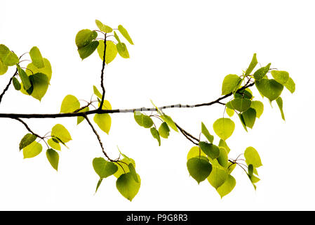 Deja el Álamo (Populus tremuloides), las hojas nuevas, América del Norte, por Bruce Montagne/Dembinsky Foto Assoc Foto de stock