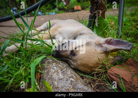 Poco lindo perrito de color beige claro con orejas protuberantes durmiendo en el jardín de hierba verde Foto de stock