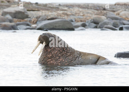 La morsa (Odobenus rosmarus) en Svalbard
