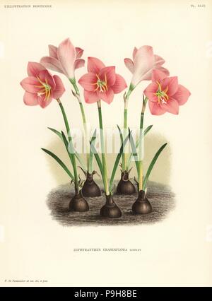 Zephyranthes minuta (Zephyranthes grandiflora). Y dibujados por Pieter de Pannemaeker chromolithographed de Jean Linden l'Illustration Horticole, Bruselas, 1888. Foto de stock