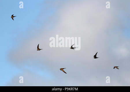 Varias golondrinas en vuelo contra el cielo nublado (agregado algunos más se traga a la imagen original) Foto de stock
