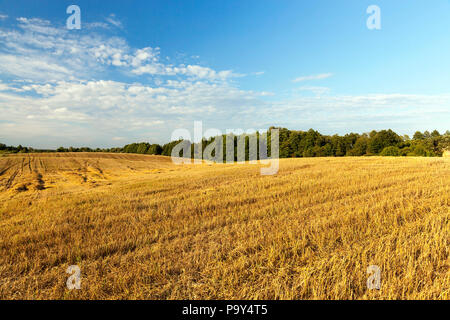 Terreno agrícola con rastrojo de cebada después de la cosecha de cereales, paisaje de verano Foto de stock