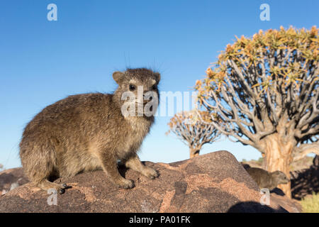 Rock hyrax (Procavia capensis), carcaj Tree Forest, Keetmanshoop, Namibia Foto de stock