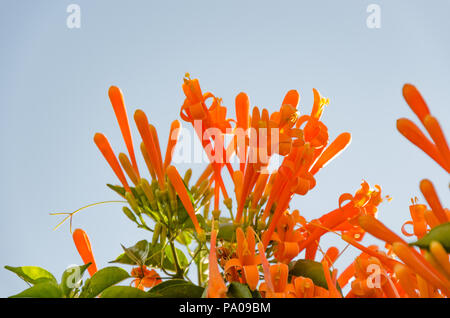 Pyrostegia venusta, también conocido comúnmente como flamevine o naranja o trumpetvine flaming trompeta; fotografiado en Coorg, Karnataka, India.