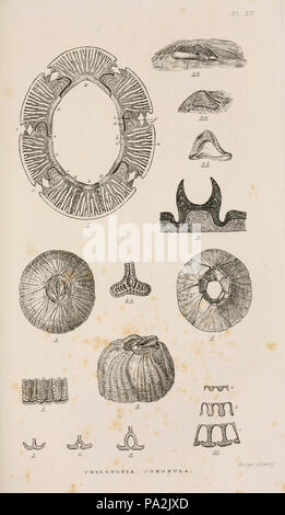 Una monografía sobre la sub-clase Cirripedia (Lámina XV) Foto de stock