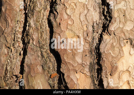 Capas de corteza de pino, foto de cerca, detalles visibles de la protección vegetal Foto de stock