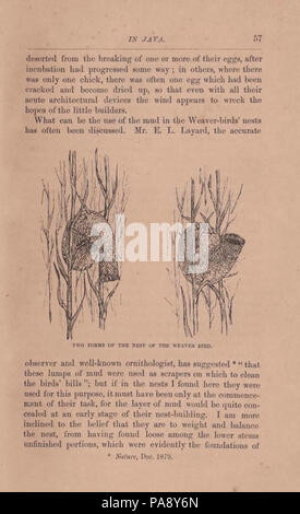 Un naturalista las andanzas del Archipiélago, una narrativa de viajes y exploración desde 1878 hasta 1883 (página 57) Foto de stock