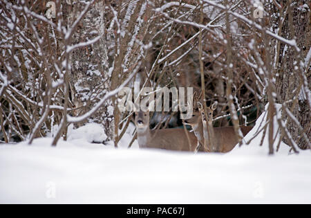 En el corzo (Capreolus capreolus) nieve, macho y hembra, Francia