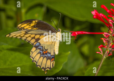 Acercamiento de Papilio crespbontes Swallowtai gigante ( ) mariposa sobre flor roja