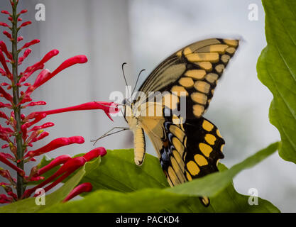 Acercamiento de Papilio crespbontes Swallowtai gigante ( ) mariposa sobre flor roja