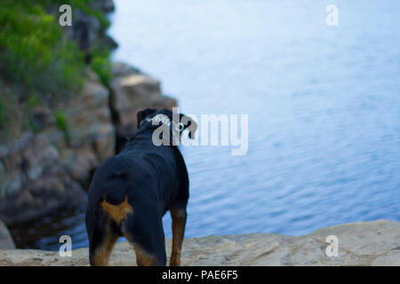Rottweiler nadar en el lago, natación perro fotos de acción Foto de stock