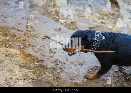 Rottweiler nadar en el lago, natación perro fotos de acción Foto de stock