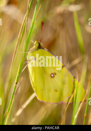 Macro de una naranja de azufre (mariposa Colias eurytheme) encaramado en pasto denso