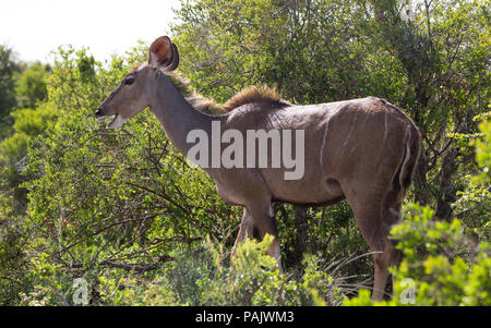 Una mujer mayor antílope Kudu (Tragelaphus strepsiceros) comer o alimentándose en el Parque Nacional de Elefantes Addo salvaje en Sudáfrica