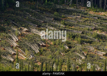 Un bloque de corte en el bosque de Alberta, Canadá, donde los árboles han sido cosechadas pero todavía no se ha transportado al aserradero Foto de stock