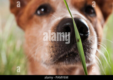 Ricino garrapata (Ixodes ricinus). Hembra en una brizna de hierba con perro de ganado australiano en segundo plano. Alemania