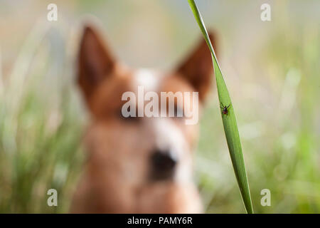 Ricino garrapata (Ixodes ricinus). Hembra en una brizna de hierba con perro de ganado australiano en segundo plano. Alemania