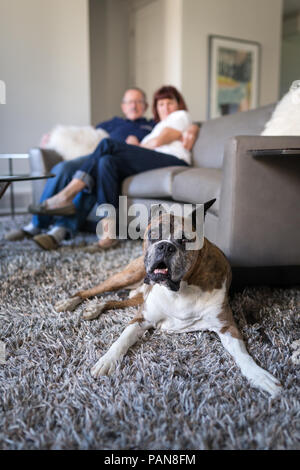 Perro boxer senior sentar sobre una alfombra con un par en el fondo en el sofá Foto de stock