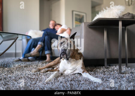 Perro boxer senior acostado en el suelo en la sala de estar con gente caricias en el fondo Foto de stock