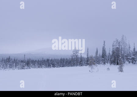 Árboles nevados en el Parque Nacional de Pallas-Yllästunturi, Muonio ,en Laponia, Finlandia