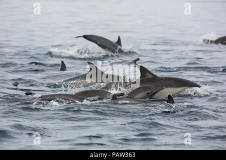Larga picuda, delfín común Delphinus capensis, Isla San Marcos, Baja California Sur, México. Foto de stock