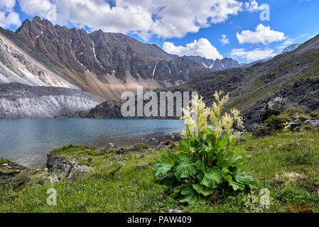 Wild ruibarbo (Rheum compactum Linnaeus) está densamente florece en la orillas del lago tallada. Highland en Siberia oriental. Las Montañas Sayan. Rusia Foto de stock