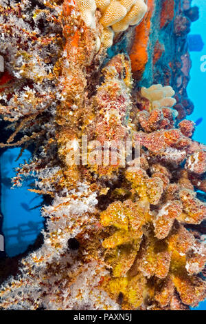 Este Commerson's, Antennarius commersoni Frogfish, también conocido como rape, es camoflaged junto a esta coral en el pecio del San Antonio fuera de Ma Foto de stock
