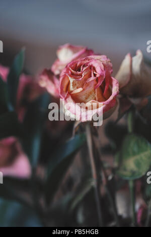 Closeup macro de licitación hermosas antiguas rosa marchito amarillo rosas rojas flores en tonos descoloridos borroso fondo con filtros en estilo vintage retro con