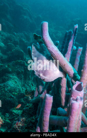 Frogfish gigante (Antennarius commerson) posado sobre una esponja. Mabul, Malasia. Foto de stock