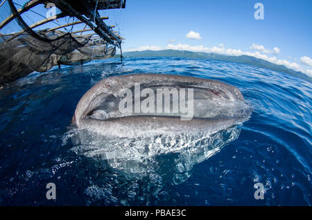 Tiburón ballena (Rhincodon typus) alimentándose en Bagan (plataforma de pesca flotante), la bahía de Cenderawasih, Papua Occidental, Indonesia. Ganador del premio de la cartera de la naturaleza y el hombre en la Terre Sauvage Imágenes de naturaleza premios de competición de 2015. Foto de stock