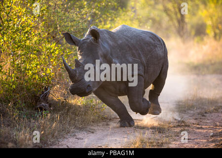 El rinoceronte blanco (Ceratotherium simum), carga la Reserva de Caza Mala Mala, en Sudáfrica.