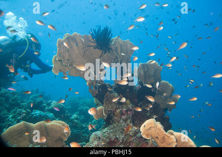 Jardín de coral con un montón de peces alrededor, Raja Ampat, Papua Occidental, Indonesia Foto de stock