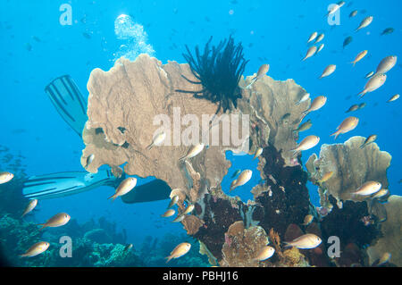 Jardín de coral con un montón de peces alrededor, Raja Ampat, Papua Occidental, Indonesia Foto de stock