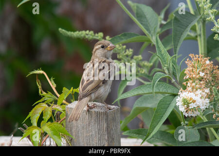 Hembra gorrión (Passer domesticus), encaramado en un jardín vallado durante el verano