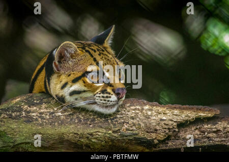 El Wildcat ocelote (Leopardus pardalis) imagen tomada en Panamá Foto de stock