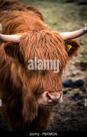 Highland cow, Isla de Harris, Escocia, Reino Unido, Europa Foto de stock