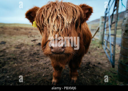 Highland cow, Isla de Harris, Escocia, Reino Unido, Europa Foto de stock