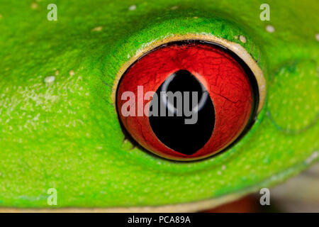 Treefrog de ojos rojos (Agalychnis callidryas), ojo detalle