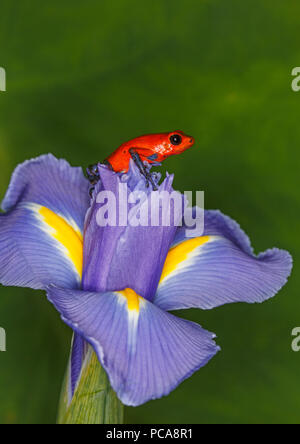 Nicaragua blue jean sapo dardo o Pumilio sapo dardo (Oophaga pumilio) en un iris