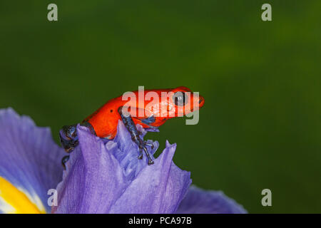 Nicaragua blue jean sapo dardo o Pumilio sapo dardo (Oophaga pumilio) en un iris
