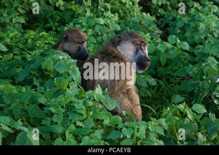 Amarillo dos babuinos (Papio hamadryas cynocephalus), asearse, Tsavo, Kenia, África oriental, África Foto de stock